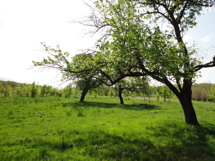 Poiana din padure - Gradina 2011