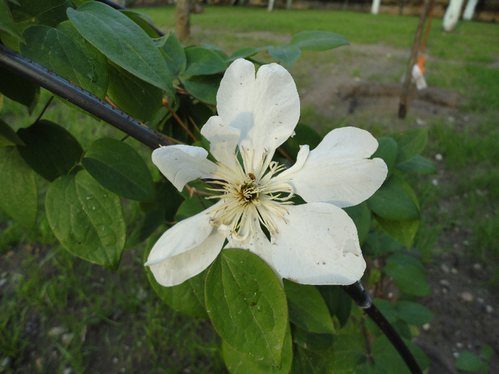 Clematis 'Guernsey Cream'.