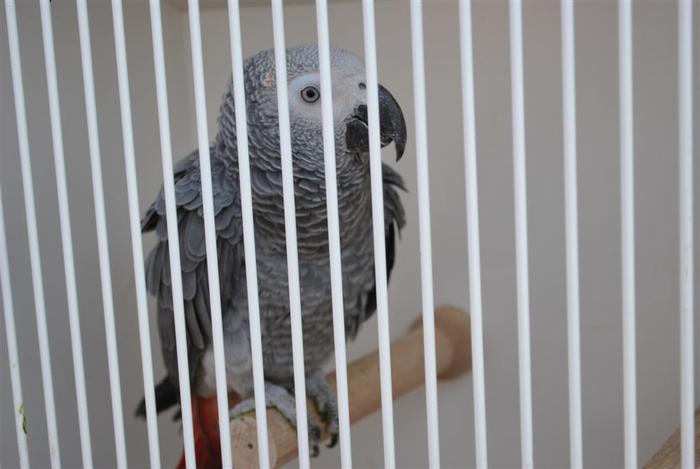 DSC_0175 - Poze Targ Monor Martie 2011