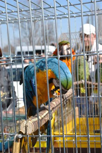 DSC_0249 - Poze Targ Monor Martie 2011