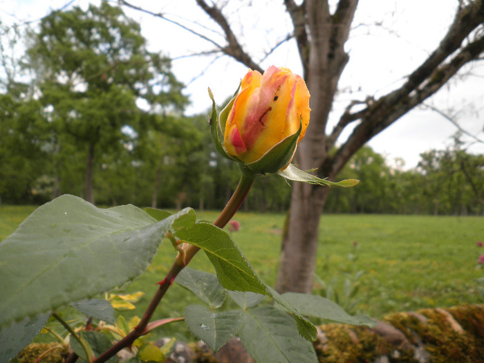 P4250135 - ROSE