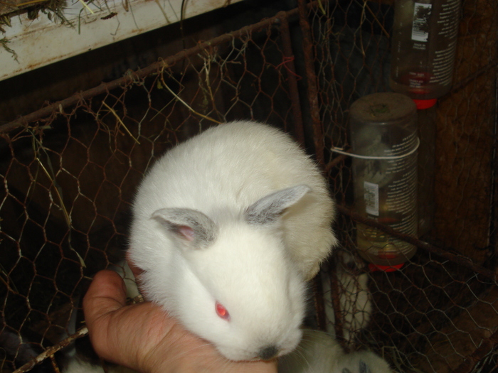 californean de 3 saptamani