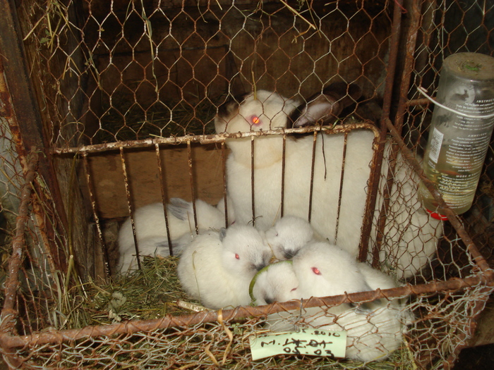 californeanca cu cei 8