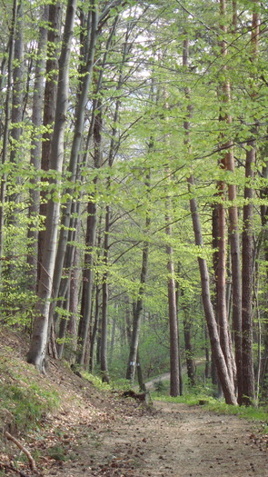 DSC02741 - Traseu   Brasov  Saua Tampei  Poiana Stechel   Valea cu Apa  Poiana Brasov  Rasnov coborare pe sosea