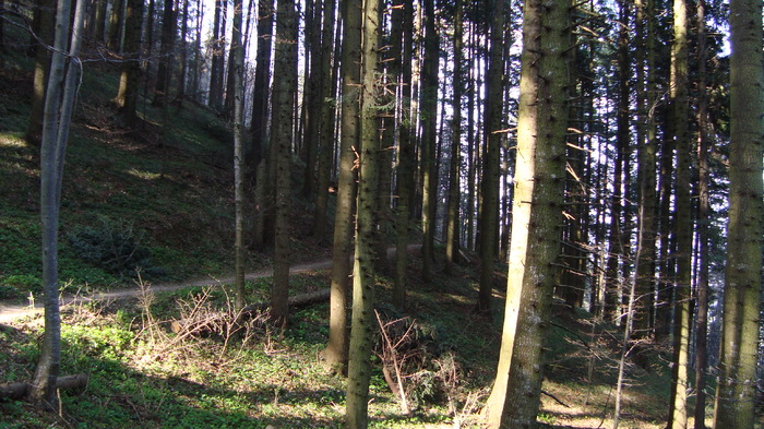 DSC02752 - Traseu   Brasov  Saua Tampei  Poiana Stechel   Valea cu Apa  Poiana Brasov  Rasnov coborare pe sosea