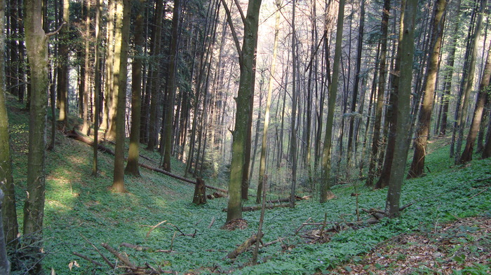 DSC02753 - Traseu   Brasov  Saua Tampei  Poiana Stechel   Valea cu Apa  Poiana Brasov  Rasnov coborare pe sosea