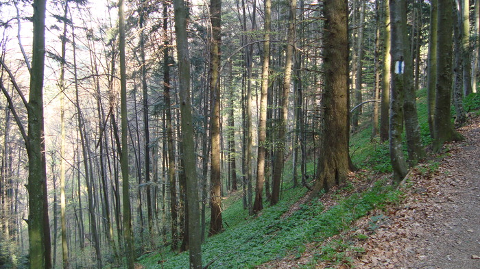 DSC02754 - Traseu   Brasov  Saua Tampei  Poiana Stechel   Valea cu Apa  Poiana Brasov  Rasnov coborare pe sosea