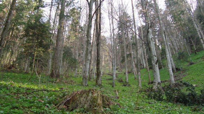 DSC02760 - Traseu   Brasov  Saua Tampei  Poiana Stechel   Valea cu Apa  Poiana Brasov  Rasnov coborare pe sosea