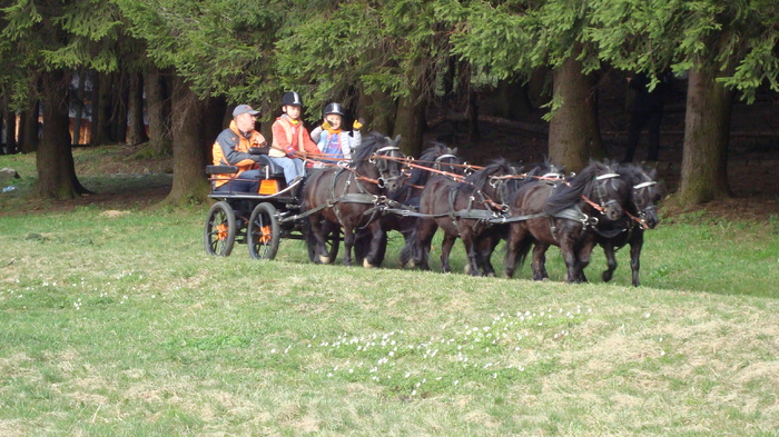 DSC02778 - Traseu   Brasov  Saua Tampei  Poiana Stechel   Valea cu Apa  Poiana Brasov  Rasnov coborare pe sosea