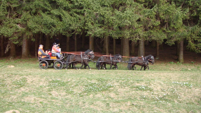 DSC02779 - Traseu   Brasov  Saua Tampei  Poiana Stechel   Valea cu Apa  Poiana Brasov  Rasnov coborare pe sosea