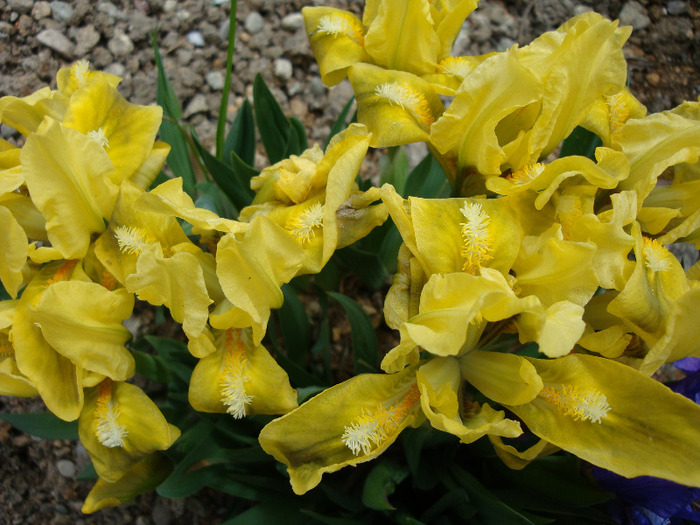 Iris pumila (L)