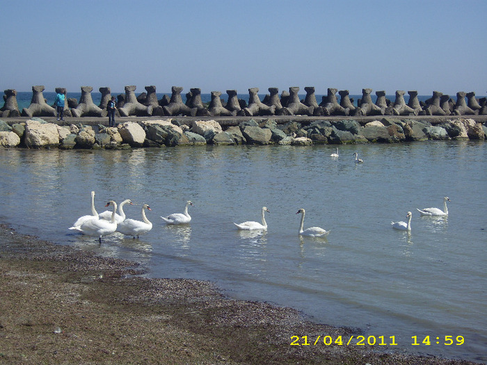 DSCI0162 - mangalia 2011