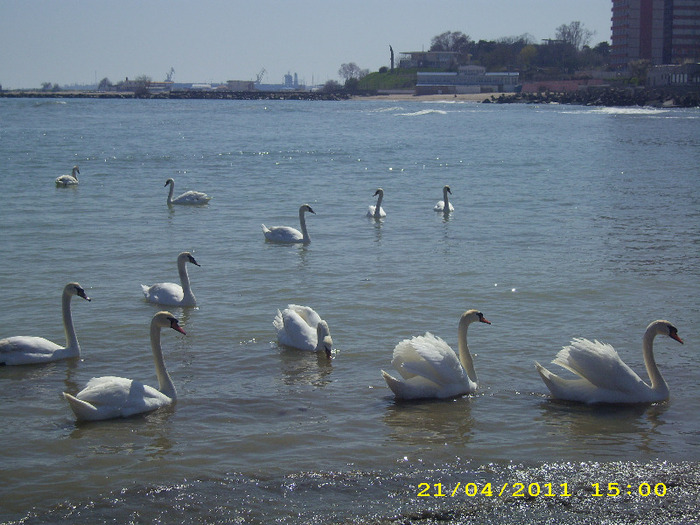 DSCI0163 - mangalia 2011