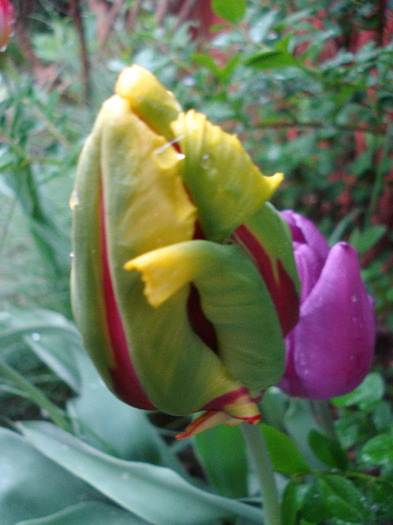 Tulipa Texas Flame (2011, May 03) - Tulipa Texas Flame