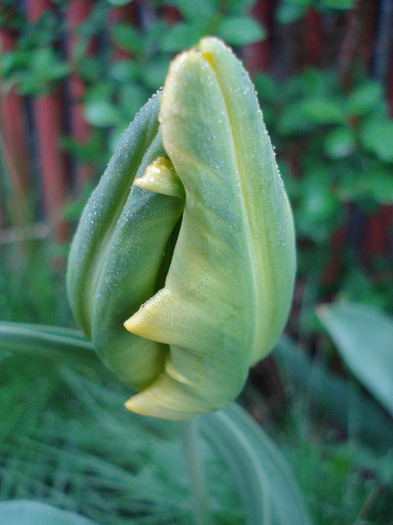 Tulipa Texas Gold (2011, May 03) - Tulipa Texas Gold