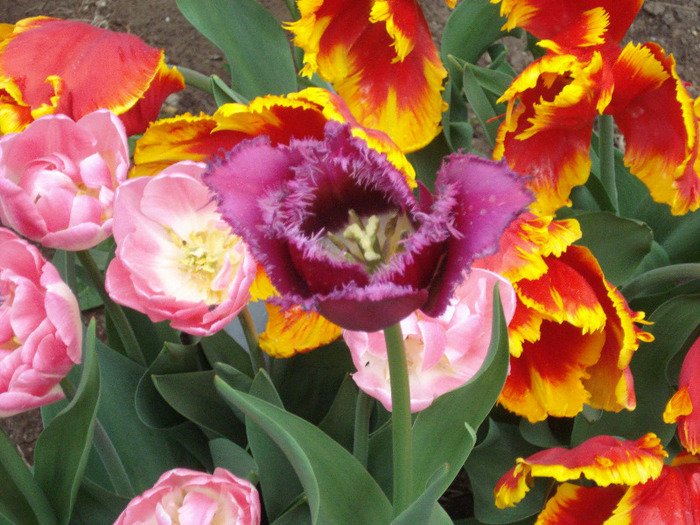 Tulips (2011, May 01) - 05 Garden in May