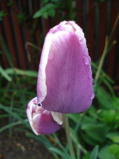 Tulipa Atlantis (2011, May 03) - Tulipa Atlantis