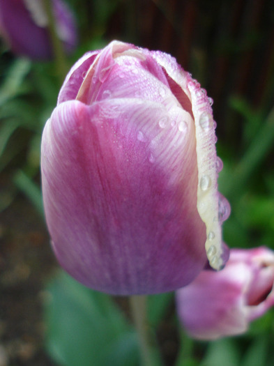 Tulipa Atlantis (2011, May 03) - Tulipa Atlantis