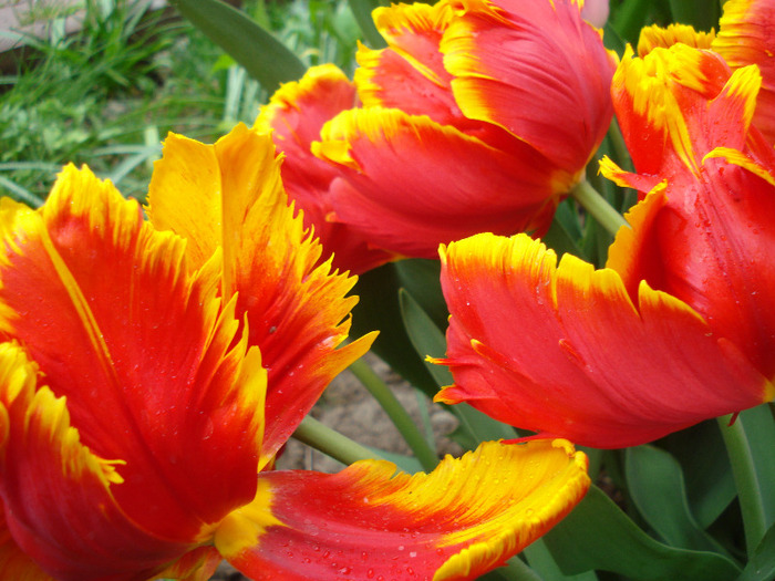 Tulipa Bright Parrot (2011, May 01) - Tulipa Bright Parrot