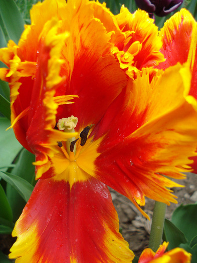 Tulipa Bright Parrot (2011, May 01)