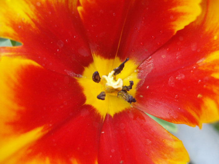 Tulipa Bright Parrot (2011, May 01) - Tulipa Bright Parrot