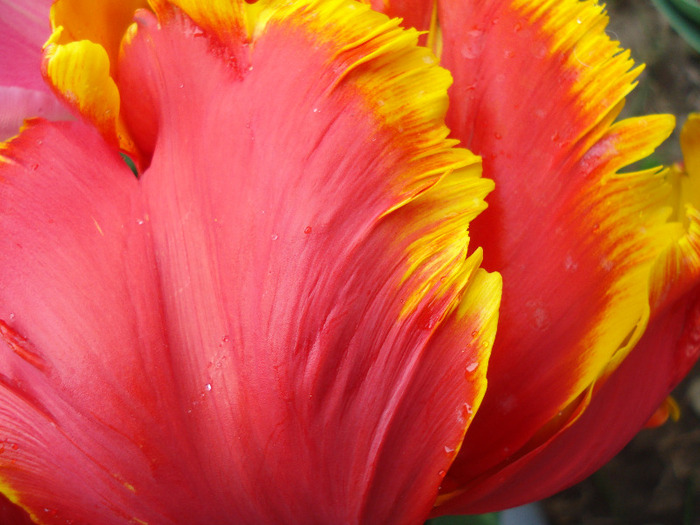 Tulipa Bright Parrot (2011, May 01)