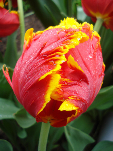 Tulipa Bright Parrot (2011, May 03)