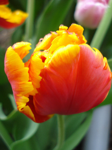 Tulipa Bright Parrot (2011, May 03)