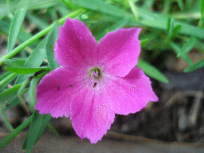 Dianthus Kahori (2011, May 01) - Dianthus Kahori