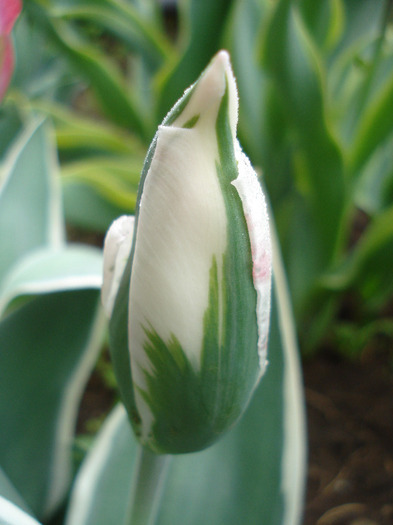 Tulipa Esperanto (2011, May 03) Tulipa Esperanto (2011, May 03)