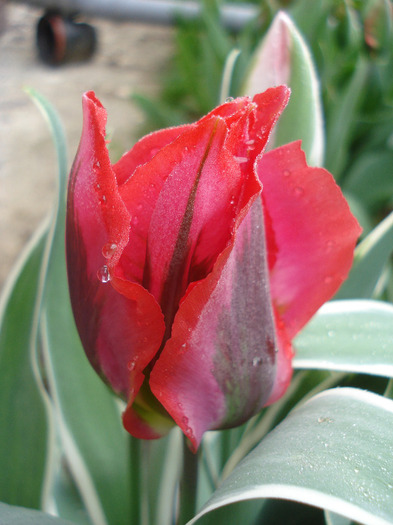 Tulipa Esperanto (2011, May 03)