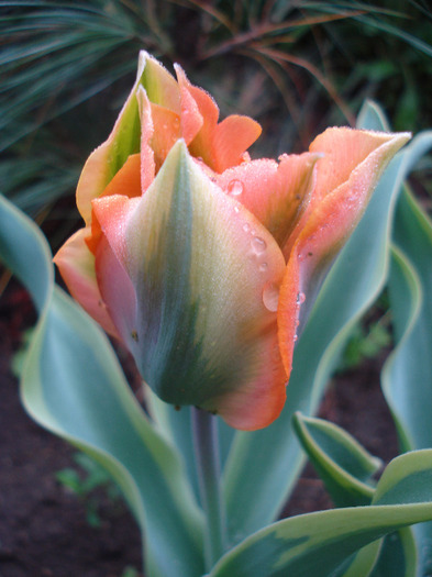 Tulipa Green River (2011, May 03)