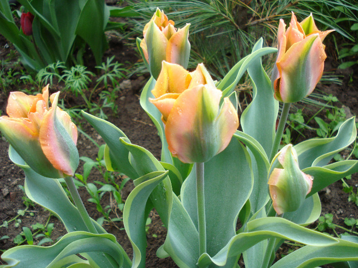 Tulipa Green River (2011, May 03)