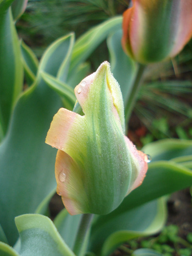 Tulipa Green River (2011, May 03)