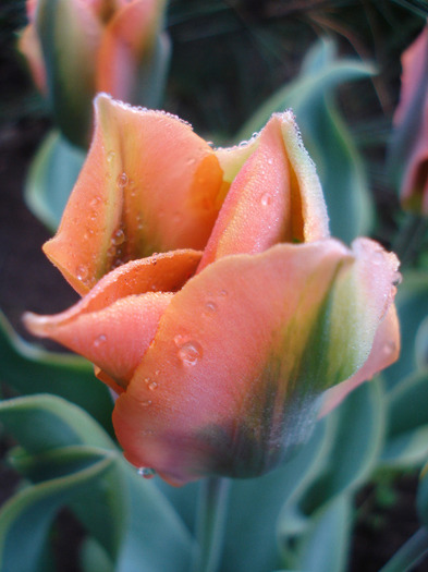 Tulipa Green River (2011, May 03)