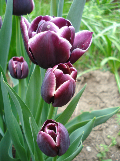 Tulipa Jackpot (2011, May 01) - Tulipa Jackpot