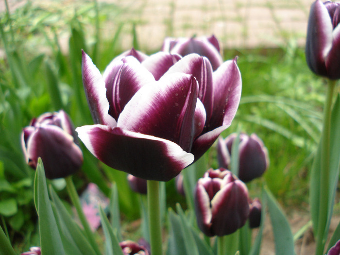 Tulipa Jackpot (2011, May 01)