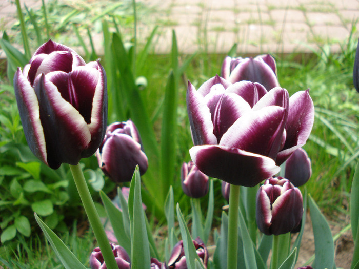 Tulipa Jackpot (2011, May 01) - Tulipa Jackpot