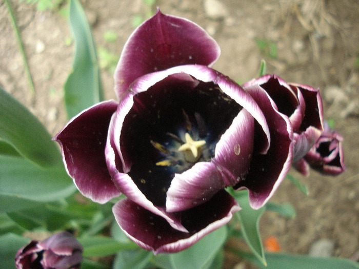 Tulipa Jackpot (2011, May 01)