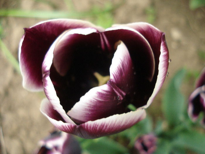 Tulipa Jackpot (2011, May 01) - Tulipa Jackpot