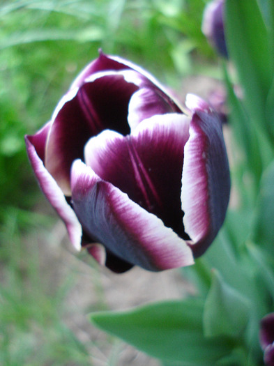 Tulipa Jackpot (2011, May 01) - Tulipa Jackpot