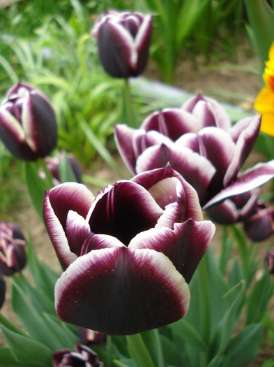 Tulipa Jackpot (2011, May 01) - Tulipa Jackpot