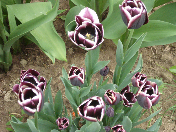 Tulipa Jackpot (2011, May 01)