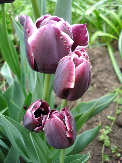 Tulipa Jackpot (2011, May 03) - Tulipa Jackpot