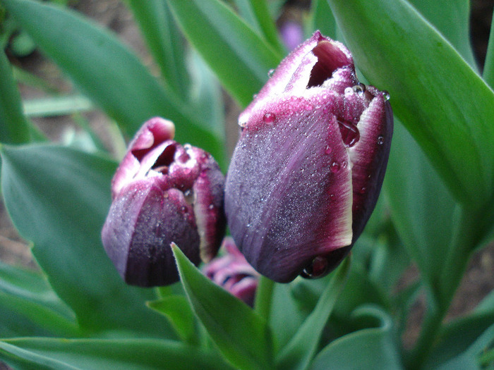 Tulipa Jackpot (2011, May 03)