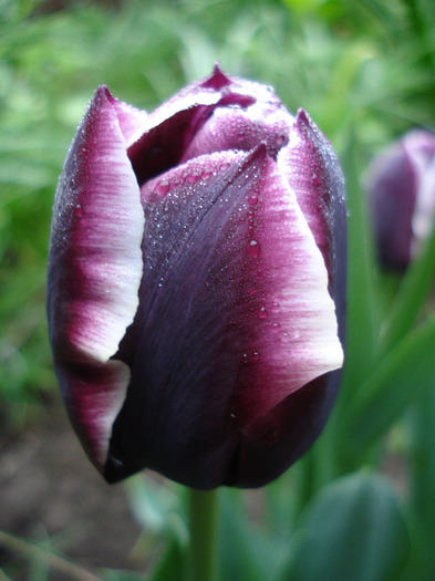 Tulipa Jackpot (2011, May 03) - Tulipa Jackpot