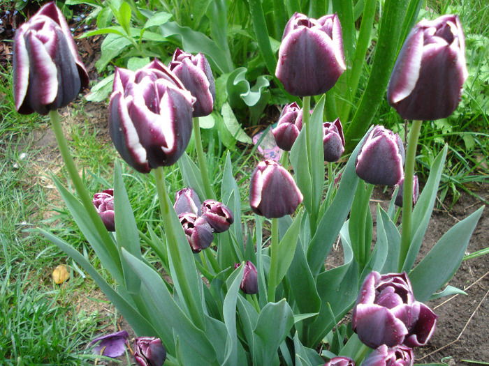 Tulipa Jackpot (2011, May 03) - Tulipa Jackpot