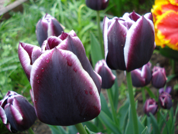 Tulipa Jackpot (2011, May 03)