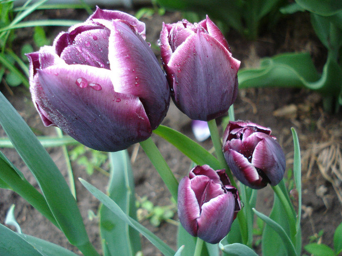 Tulipa Jackpot (2011, May 03) - Tulipa Jackpot