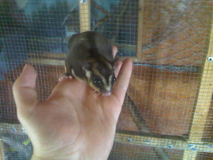 sugar1 - sugar glider